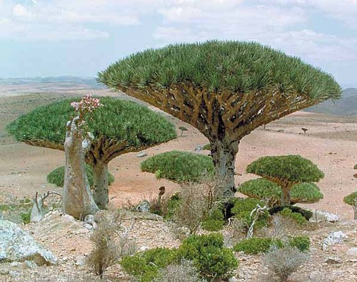 Dracaena draco seeds - draco,