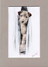 ~ Lakeland Terrier ~ Hand Coloured Print  K F Barker  Genuine Vintage 1936