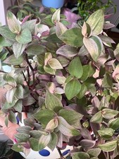 3 X Rooted Callisia Repens