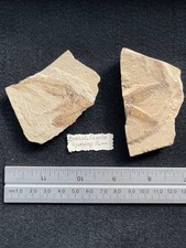 Lovely Knightia Fossil Fish Multiple DeathBed examples from Wyoming USA 