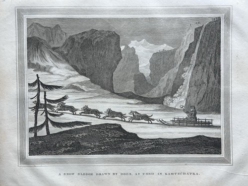 1817 kamchatka sled dog - 1817,