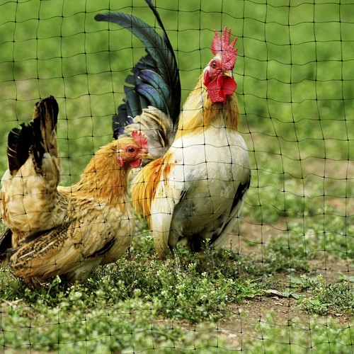 Garden anti bird - garden,