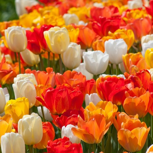 Tulip amber glow - tulip,