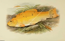 FRESH WATER FISHES 1879 -