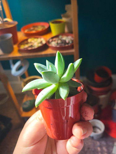 Echeveria succulent live - echeveria,