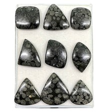 9 Pcs Natural Black Fossil