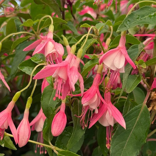 Fuchsia lady thumb - 3, pot