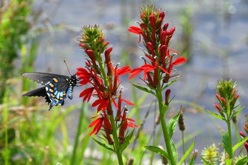 Lobelia cardinalis cardinal - lobelia,
