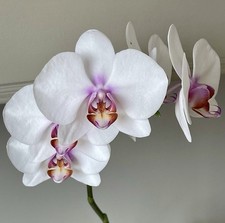 Phalaenopsis Miki Smile