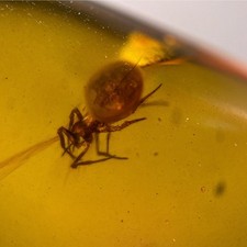 SPIDER in Burmese / Burmite