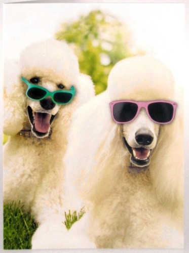 Birthday card funny rude dogs - birthday,