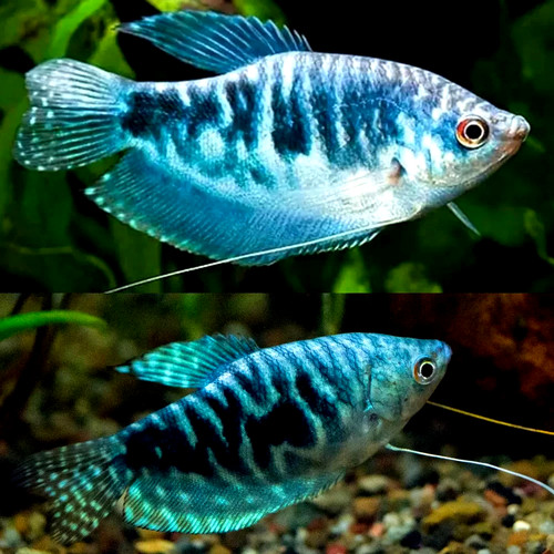 Opaline gourami to - 1.5,