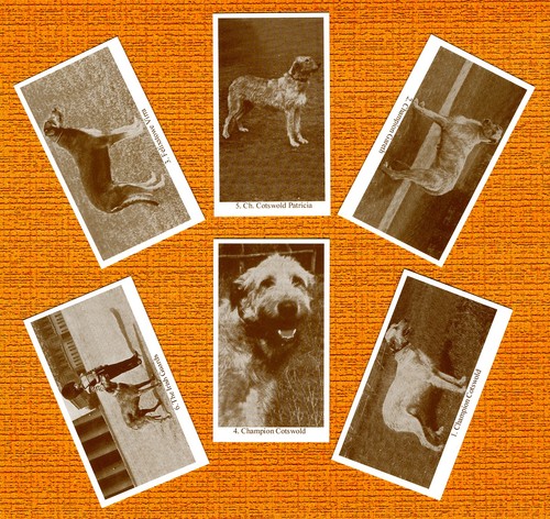Irish wolfhound set - wolfhound, six
