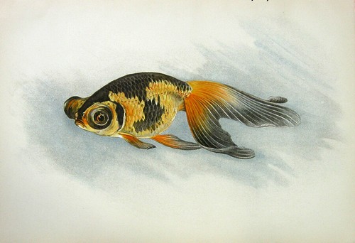 Oriental demi ranchu telescope - oriental,