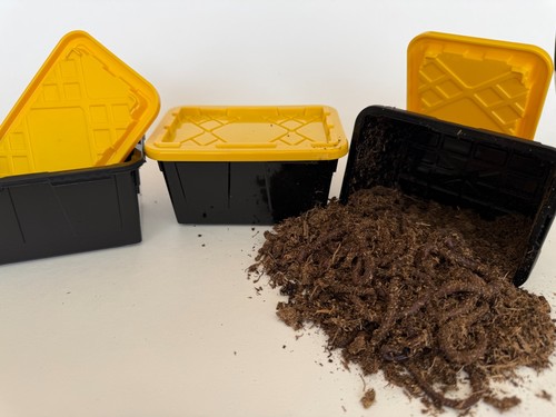 Live tiny bin worms - live,