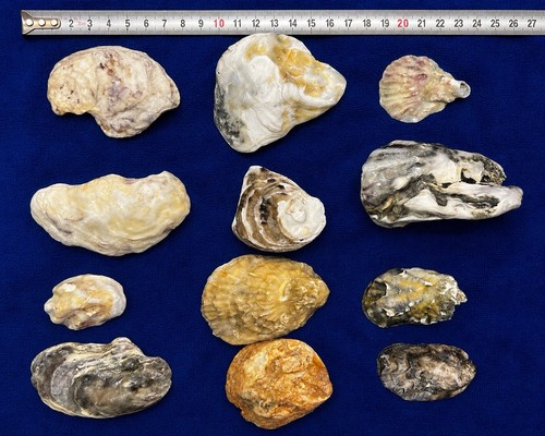 Natural oyster shells - natural, mixed