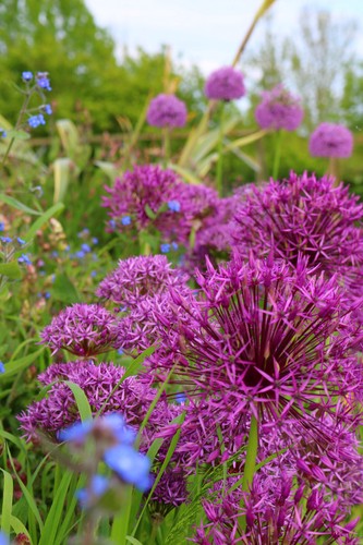 50 x allium - allium, bulbs
