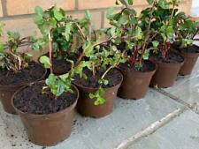 10cm Krishna Tulsi Purple Leaf