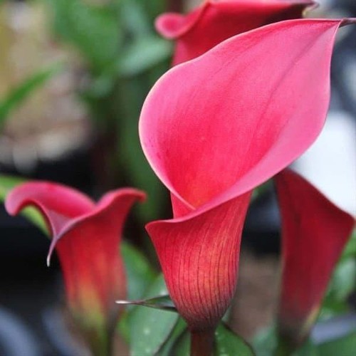 Red charm zantedeschia calla - charm, zantedeschia/calla