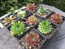 Sempervivum Mix - 9 Plants |