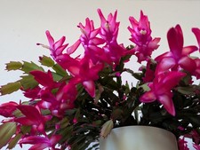 Schlumbergera christmas cactus - schlumbergera,