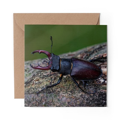 Blank greeting card stag - 1, x