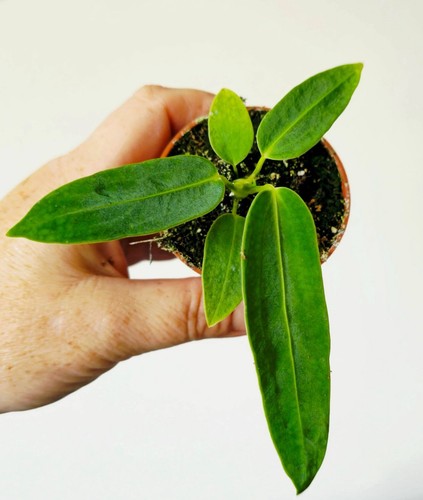Anthurium warocqueanum queen - anthurium, 'queen