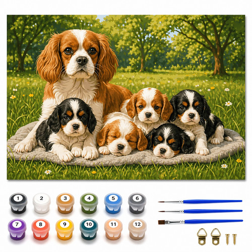 Cavalier king charles - cavalier,