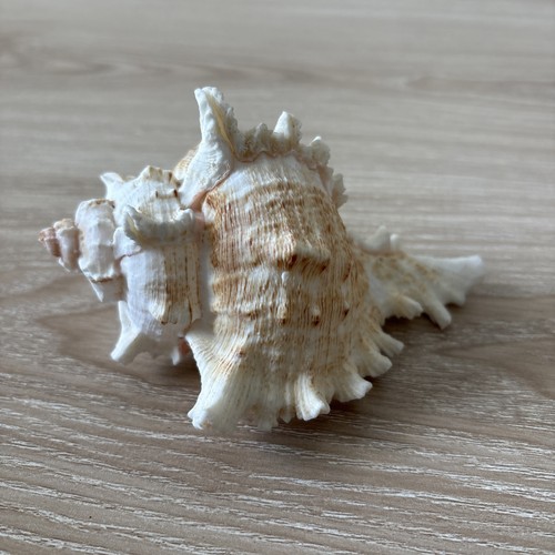 Vintage shell spikey conch - ,