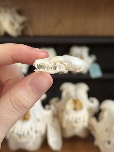 Taxidermy skeleton bones