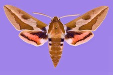 Sphingidae HYLES