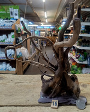 Small Dark Moor Wood Root on