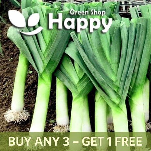 Vegetable seeds leek - seeds,