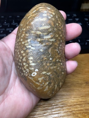 Fossilised coral pebble - coral,