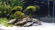 Aquarium rock fish tank - aquarium,