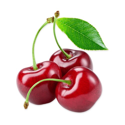 Cherry tree morello - cherry, 'morello',