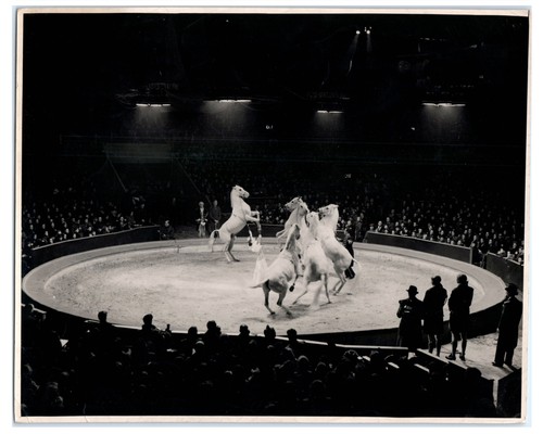 Grey horses dancing - horses,