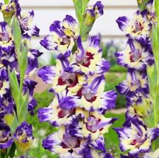 PICK & MIX Dwarf GLADIOLI