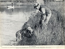 CHESAPEAKE BAY RETRIEVER WITH DUCK MAN SHOTGUN ORIGINAL DOG PRINT PAGE FROM 1934
