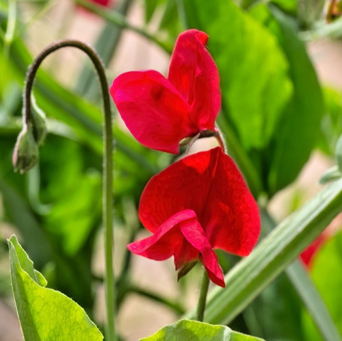 25x sweet pea - sweet, mammoth