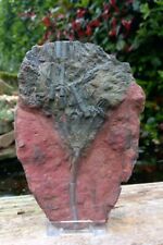 Moroccan Crinoid Scyphocrinites elegans Fossil Morocco 