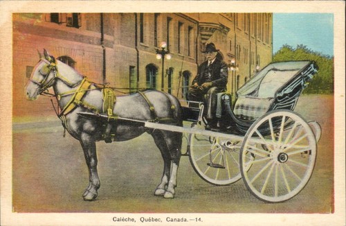 Quebec city caleche horse - quebec,