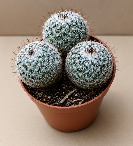Mammillaria dealbata potsize - dealbata,