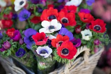 20x Anemone De Caen MIXED Flower Bulbs Spring Summer Flowering Hardy Perennial