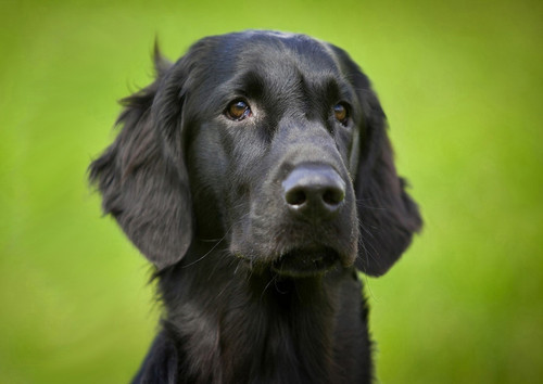 Flat coated retriever dog - coated,