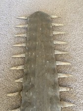 Sawfish Rostrum