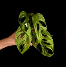 Monstera obliqua - Aroid - Houseplant/Terrarium Plant - P0990