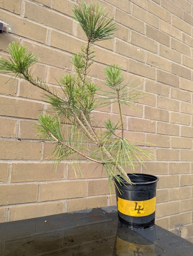 Japanese black pine bonsai - japanese,