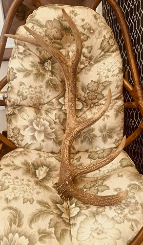 Deer antler rack set - antler,