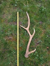 Zoo Sika Deer Antler Single